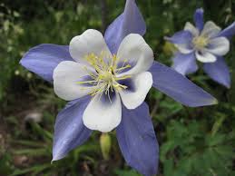 The Land Where The Columbines Grow Colorado Legisource Learn about native and nonnative varieties of this delightful early spring flower, here on gardener's path. the land where the columbines grow