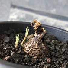 Image result for Cyphostemma adenocaule