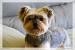 Female Yorkie With Floppy Ears
