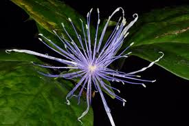 Image result for Thilachium africanum