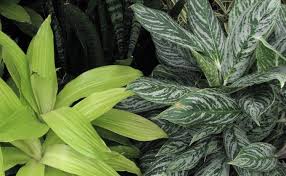 Houseplants Portland Nursery