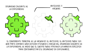 Durante las jornadas de vacunación estarán garantizadas las siguientes vacunas: Como Se Desarrollan Las Vacunas