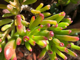 Image result for Crassula alticola