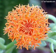 Image result for Kleinia fulgens