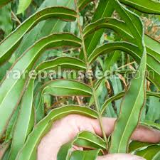 Image result for Pteris preussii