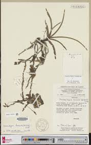 Image result for Summerhayesia