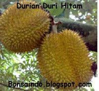 Diantaranya pohon buah jeruk limau, sunkist, sawo manila, mangga chokanan. 21 Ide Tabulampot Tanaman Langka Tanaman Buah Bonsai