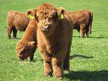 The kyles are narrow straits of water, and the cattle were driven across them to get to market. Highland Cattle Wikipedia