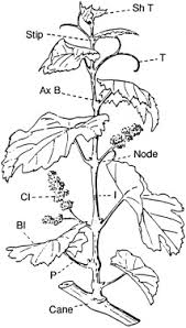 Image result for Vitaceae