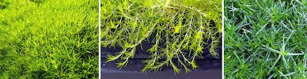 Moss creates a lush ground carpet. Irish And Scotch Moss Sagina Subulata And Arenaria Verna Wisconsin Horticulture