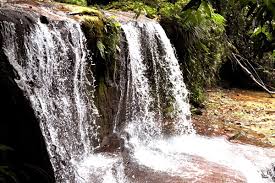 All about the taman botani negara shah alam, often called bukit cerakah, or taman pertanian malaysia. Taman Negara Bukit Lambir Panorama Malaysia
