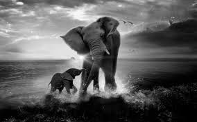 African Elephant Black And White Elephant Pictures Elephant Animal Pictures In 2020 Elephant Wallpaper Elephant Drawing Elephant Family