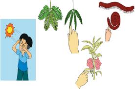 Kunci jawaban tema 1 kelas 4 halaman 14. Apa Makanan Untuk Tumbuhan Kunci Jawaban Halaman 14 Tema 1 Kelas 3 Sd Mi Subtema 1 Ciri Ciri Makhluk Hidup Jatim Network