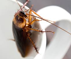 The deer fly has a nasty and painful bite. Pest Control Services In New Smyrna Beach Fl