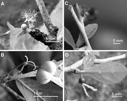 Image result for Necepsia castaneifolia