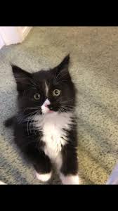 Essie, sandra, jacques, rocky, caspian and daisy. Meet Pippy My Grandmas 10 Week Old Kitten Aww