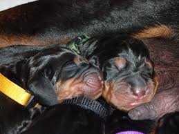 Within november 2020 shipping date depends on flight availability fur color. Black And Tan Coonhounds Puppies Behavior And Characteristics In Different Months Until One Year