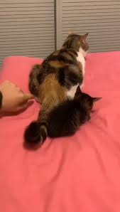 Oh No What Happened Video Funny Cats Cute Funny Animals Funny Animal Videos
