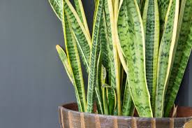 Check spelling or type a new query. 8 Common Houseplants That Are Poisonous To Dogs Pethelpful