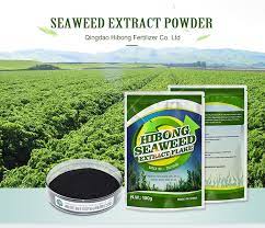 The soluble kelp will increase your plants overall growth and yield. Water Soluble Alga Fertilizer Seaweed Kelp Powder Buy Alga Extract Fertilizer Dried Seaweed Powder Alga Organic Fertilizer Product On Alibaba Com