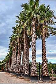 Washingtonia Robusta Palm Trees Mexican Fan Palm From Palm Farm Washingtonia Robusta Palm Trees Mexican Fan Palm