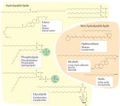 Image result for Lipid