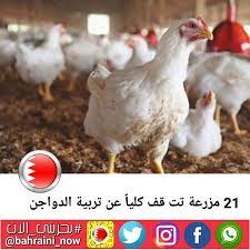 21 مزرعة تت قف كليا عن تربية الدواجن أعلنت 21 مزرعة توقفها كليا عن تربية الدواجن بعد اجتماع لها تحت مظلة جمعية مربي الدواجن التعاونية وحصلت ا animals rooster