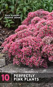 10 Perfectly Pink Annuals Perennials Shrubs Pink Plant Plants With Pink Flowers Plants