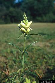 Image result for Blotiella glabra