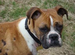 Bald areas may be small or in larger patches. Boxer Dog Losing Hair Off 59 Www Usushimd Com