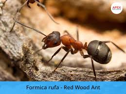 The full colony can get eradicated with just one visit if baiting job is done good. Ant Pest Control We Quickly Kill Ants Apex Pest Control