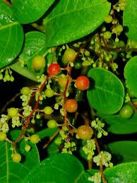 Image result for Phyllanthus engleri