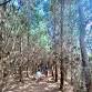 Greigs Creek Trail Ride event image