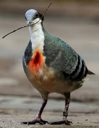 Bird With Red Spot On Head These Birds Live On The Island Of Luzon In The Philippines And Are Known For The Distinctive Red Spot Which Is Where Th Weird Animals Animals Animals Beautiful