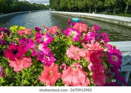 Image result for foto petúnie