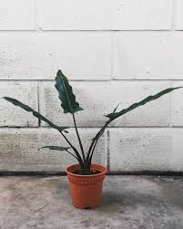 Alocasia lauterbachiana is not very tolerant of temperature changes. Habitat Hijau Alocasia Lauterbachiana The Alocasia Facebook
