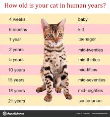 pet age concept comparison chart of cat and human years as