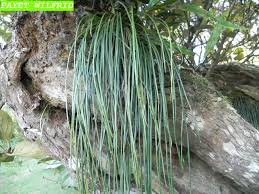 Image result for Vittaria isoetifolia