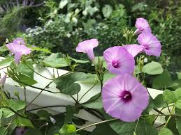 We did not find results for: Morning Glories Rise To The Occasion