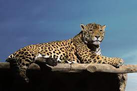 Jaguar Jaguar Pictures Jaguar Animal Facts Animals