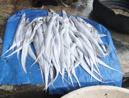 Limbah tulang bandeng yang dihasilkan oleh industri perusahaan pengolah ikan. Layur Wikipedia Bahasa Indonesia Ensiklopedia Bebas