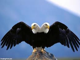 imperial two headed eagle oiseaux de proie aigle oiseaux