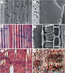 Image result for Pleioceras gilletii