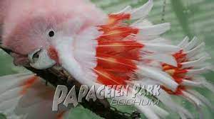 Evine git deyince evine gider, gel derseniz gelir, tuvaletini komutla yapar, kendini sevdirmeye bayılır. Verkauf Kakadus Papageienpark Parrot Park Heike Mundt