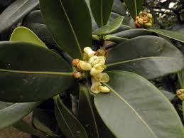 Image result for Clusiaceae