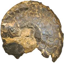 Maybe you would like to learn more about one of these? Datei Ceratites2 Jpg Wikipedia