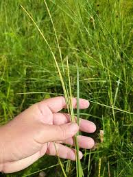 Image result for Coelorachis