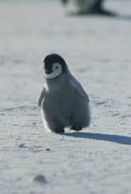 Wittle Penguin Cute Animals Animals Penguins