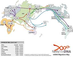 Pattern Of Mitochondrial Dna Migrations Family Tree Dna Dna Results Mitochondrial Dna