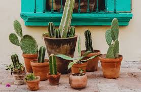Probiotics can support a healthy microbiome. 11 Golden Rules For Watering A Cactus Cactusway